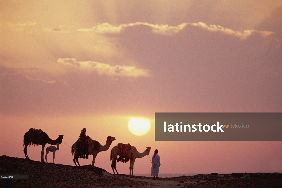 Trío de dromedario (Camelus dromedarius), camellos domésticos con beduinos en puesta de sol, Oasis d