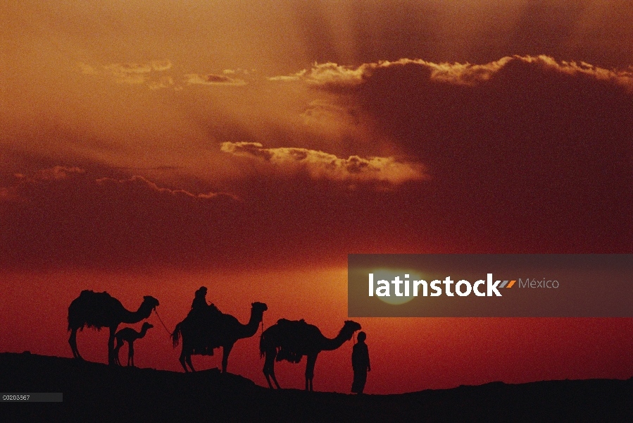 Trío de dromedario (Camelus dromedarius), camellos domésticos con beduinos en puesta de sol, Oasis d