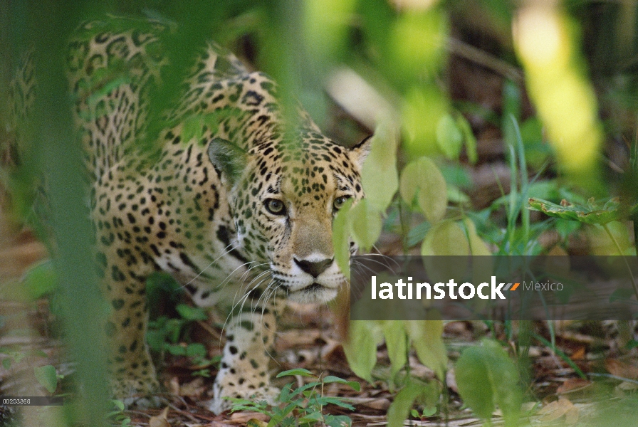 Jaguar (Panthera onca) slinking a través de la vegetación, zoológico de Belice, Belice