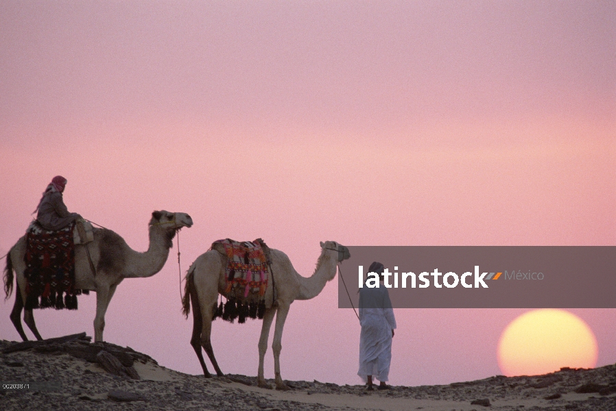 Par de dromedario (Camelus dromedarius), camellos domésticos con beduinos en puesta de sol, Oasis de