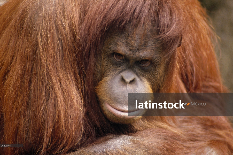 Retrato femenino de orangután (Pongo pygmaeus), Borneo