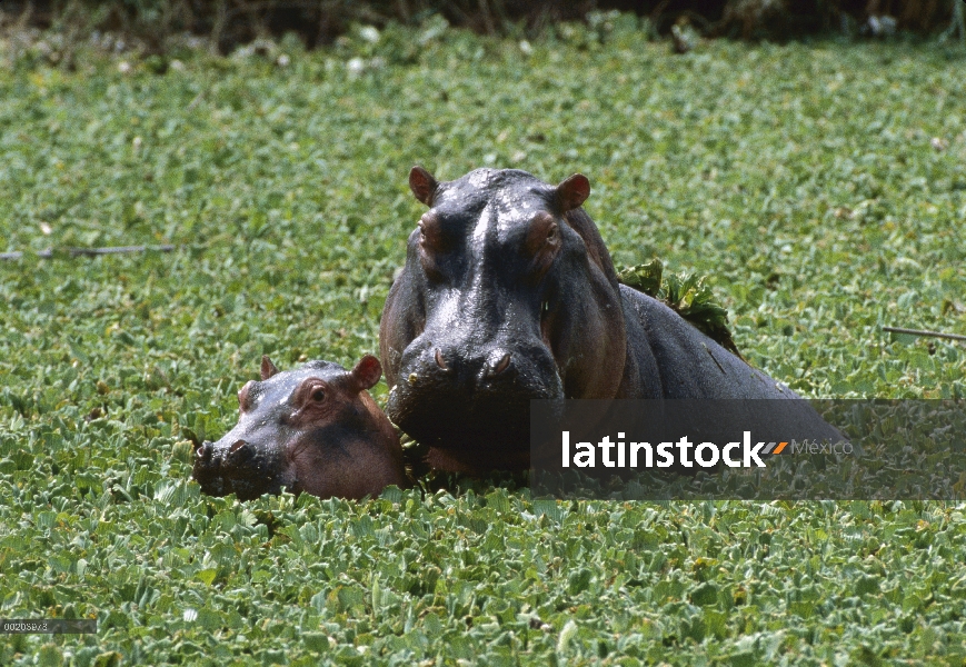 Hipopótamo (Hippopotamus amphibius) madre y el bebé de agua lechuga en río, Parque Nacional del Sere