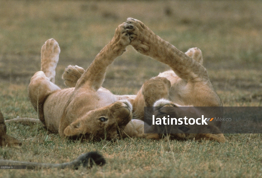 Dos cachorros de León africano (Panthera leo) jugando, Parque Nacional del Serengeti, Tanzania