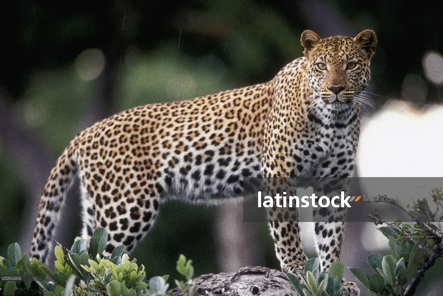 Mujer del leopardo (Panthera pardus), retrato, reserva de la fauna de Moremi, Botswana