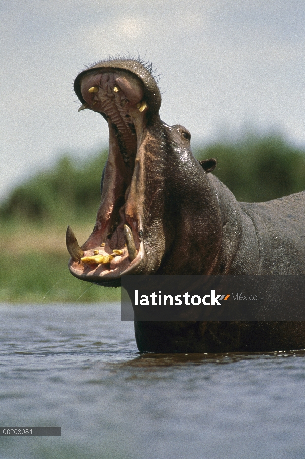 Hombre de hipopótamo (Hippopotamus amphibius) mostrando, pantano de Linyanti, Botswana