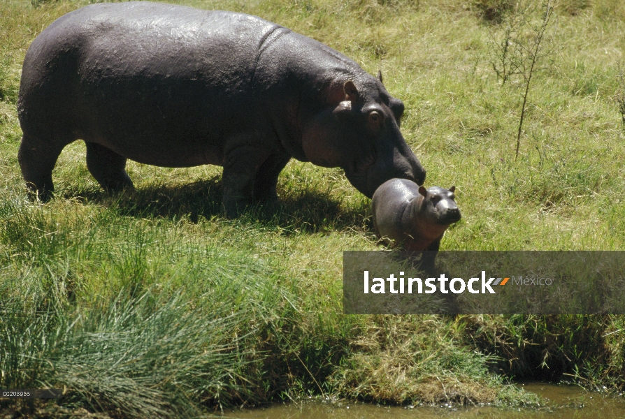 Hipopótamo (Hippopotamus amphibius) madre y el bebé, Parque Nacional del Serengeti, Tanzania