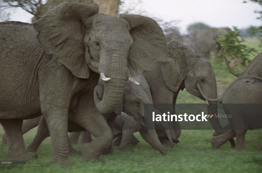 Manada de elefantes africanos (Loxodonta africana) de adultos y terneros corriendo, pantano de Linya