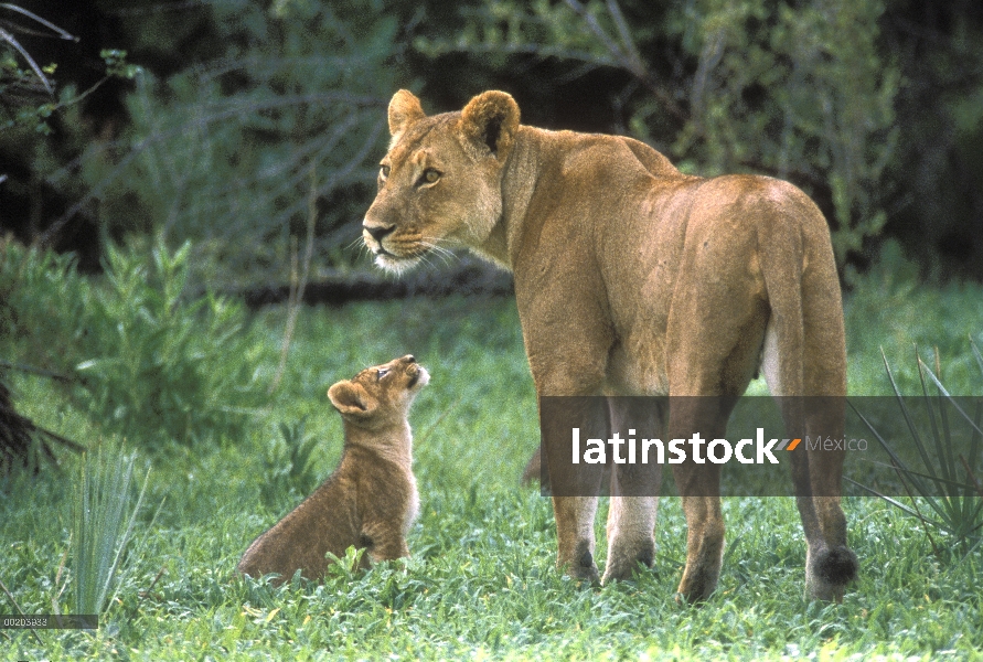 Madre de León africano (Panthera leo) con cub, reserva Moremi, Delta del Okavango, Botswana