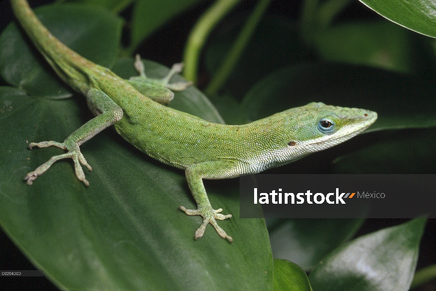 Anolis verde (Anolis carolinensis) en hoja, nativa de sureste Estados Unidos y el Caribe