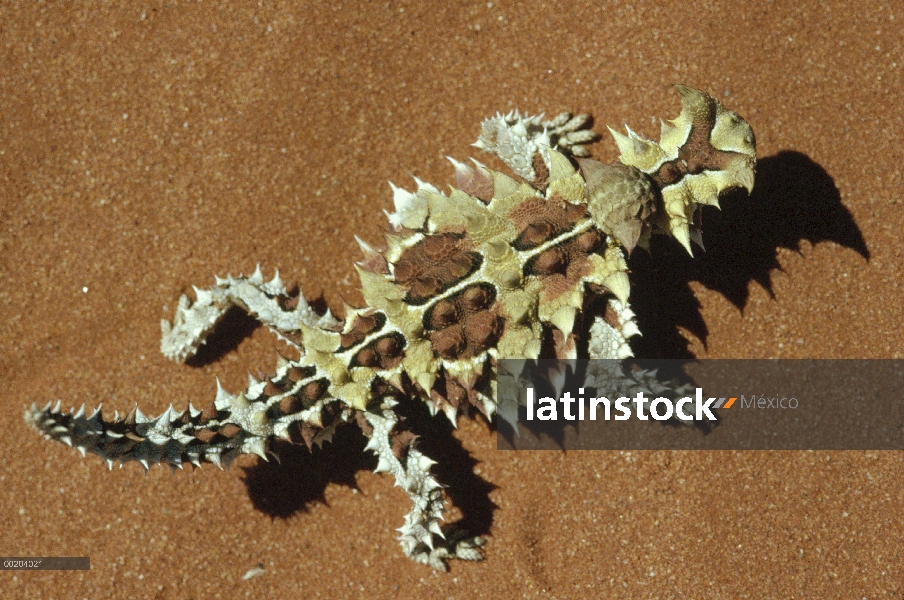 Espinoso (Moloch horridus) del diablo vista aérea, nativo del desierto Central, Australia occidental