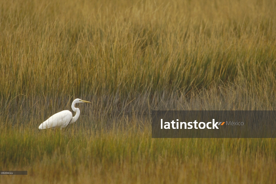 Garza (Ardea alba) en medio de pantanos hierbas, Pea Island National Wildlife Refuge, bancos exterio