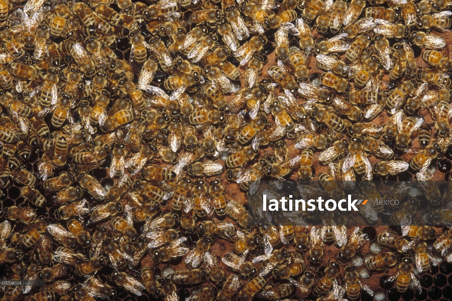 Los trabajadores de la abeja (Apis mellifera) cuidando la cría en la colmena, América del norte la m