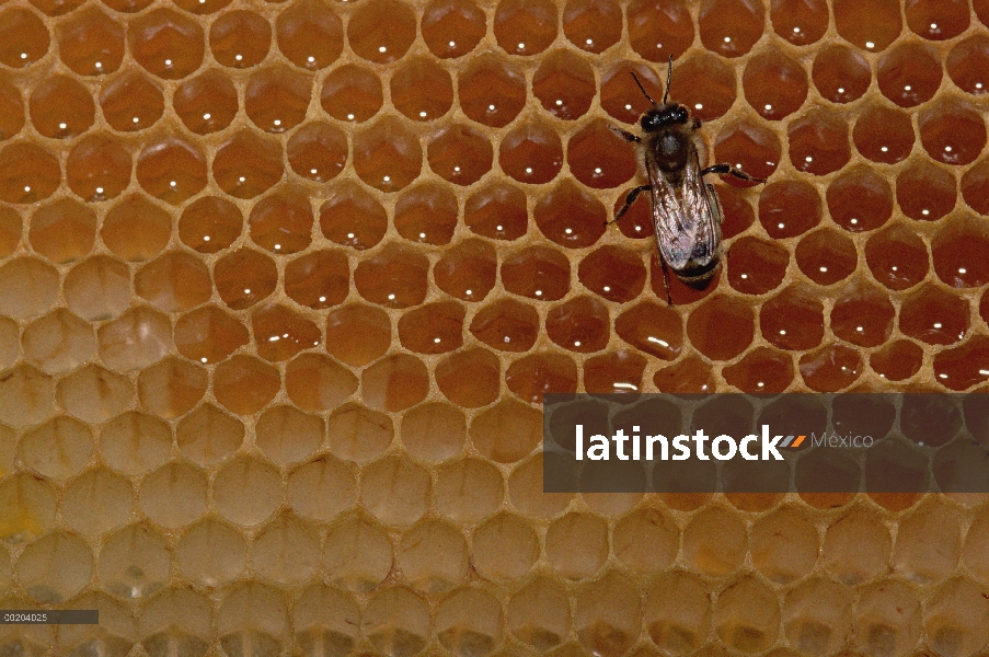 Miel de abeja (Apis mellifera) alimentándose de miel en panal, América del norte