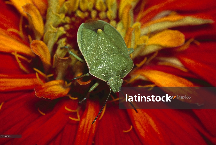 Sur Bug de hedor del verde (Nezara viridula) de flor roja, templados de América del norte