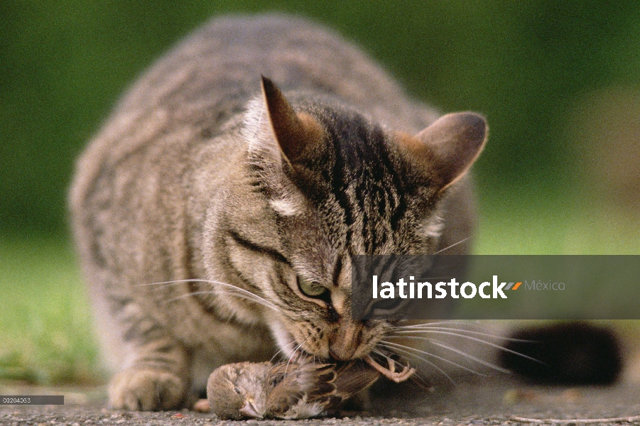 Gato doméstico (Felis catus) comer un gorrión ha cogido, América del norte