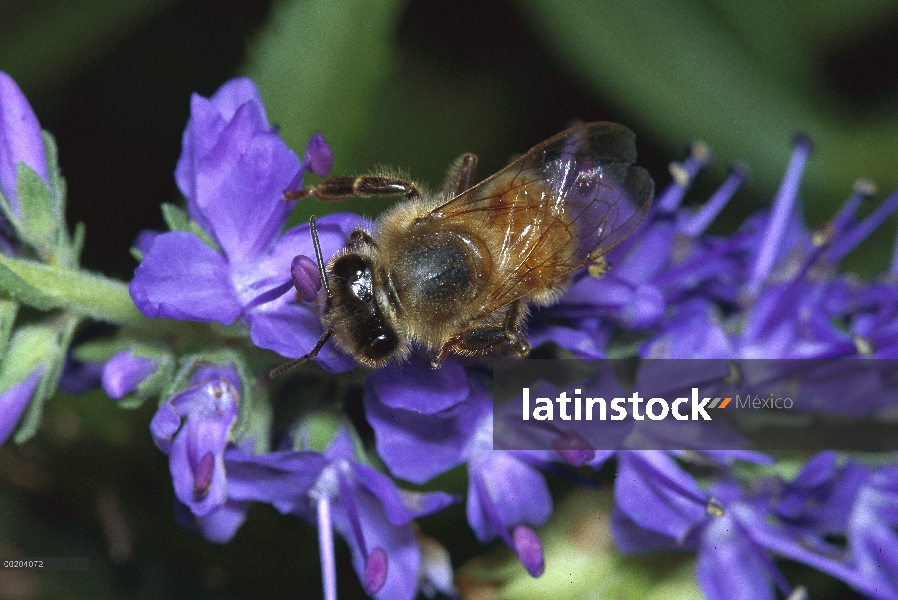 Miel a woker abeja (Apis mellifera) en flores de color púrpura, América del norte