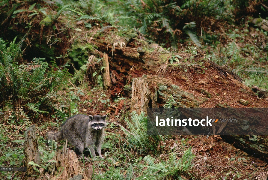 Mapache (Procyon lotor) en el piso de bosque templado lluvioso, Costa del Pacífico, América del nort