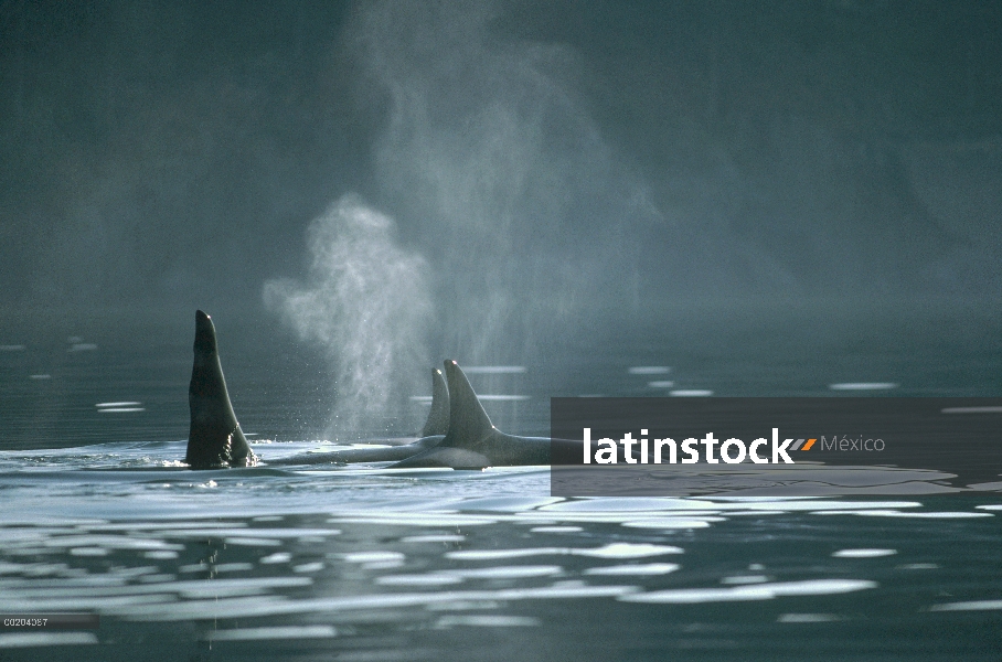 Orca (Orcinus orca) echa en chorro, América del norte