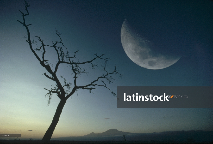 Que silba espina (Acacia drepanolobium) y la luna, Parque Nacional de Amboseli, Kenia