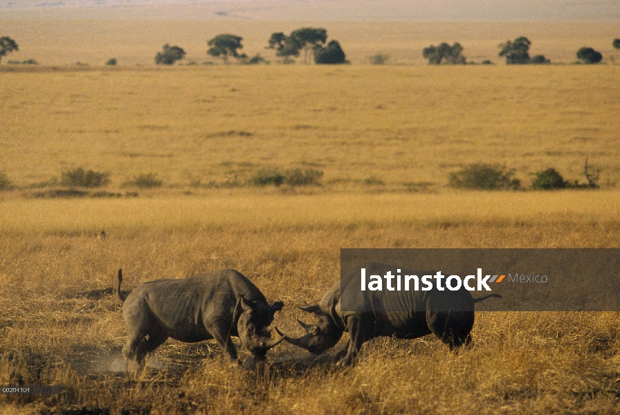 Rinoceronte negro (Diceros bicornis) dos machos luchando, Reserva Nacional de Masai Mara, Kenia