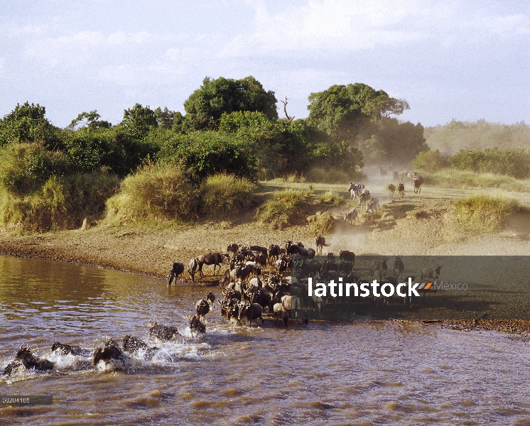 Azul el ñu (Connochaetes taurinus) y las cebras, migran a través del río Mara, Reserva Nacional de M