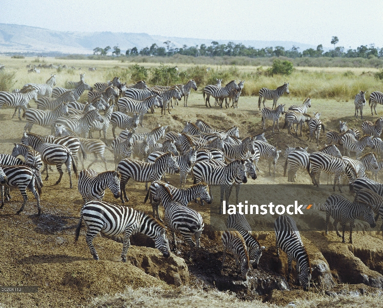 Cebra de Burchell (Equus burchellii) migración, Masai Mara National reserva, Kenia