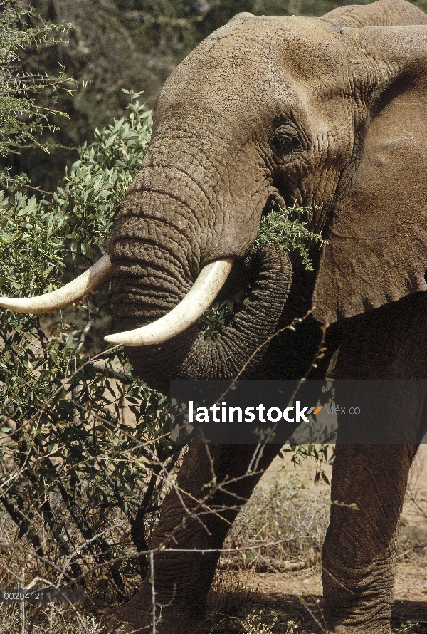 Elefante africano (Loxodonta africana) comer vegetación, la reserva de Samburu, Kenya