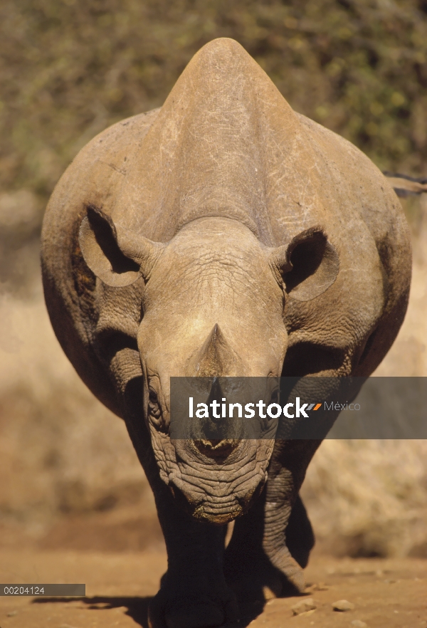 Rinoceronte negro (Diceros bicornis), Reserva Nacional de Masai Mara, Kenia