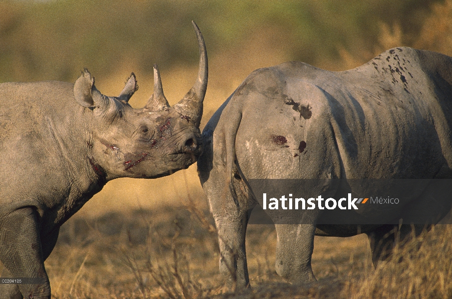 Rinoceronte negro (Diceros bicornis) herido hombre sniffing mujer, reserva Masai Mara, Kenia