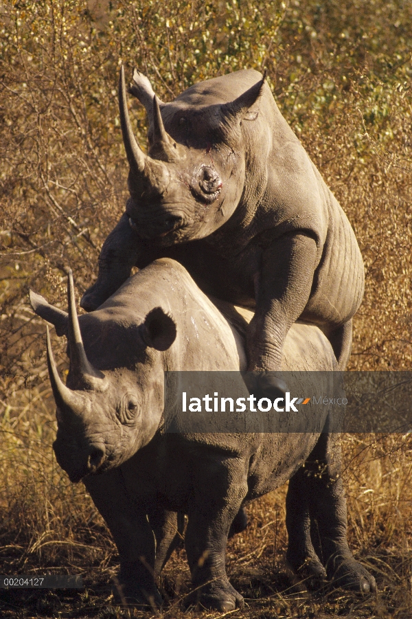 Rinoceronte negro (Diceros bicornis), acoplamiento, Reserva Nacional de Masai Mara, Kenia