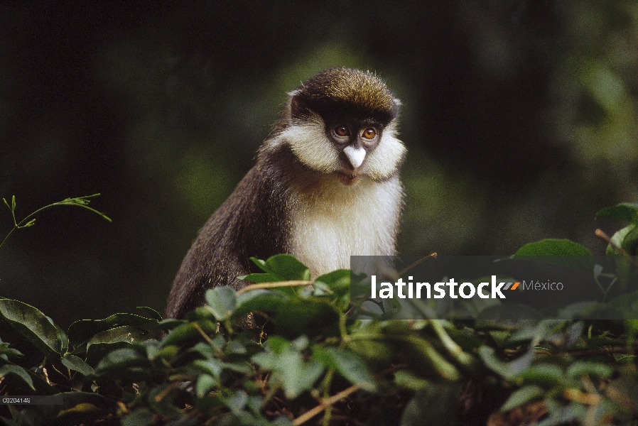 Mono de cola roja (Cercopithecus ascanius) en árbol, Reserva Nacional de Masai Mara, Kenia