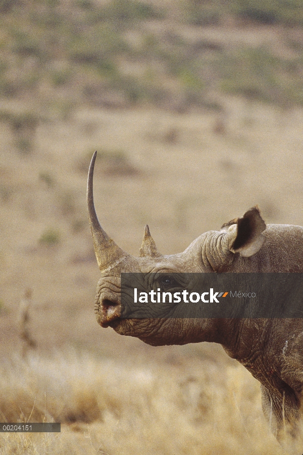 Rinoceronte negro (Diceros bicornis) hombre, Lewa Wildlife Conservancy, Kenia