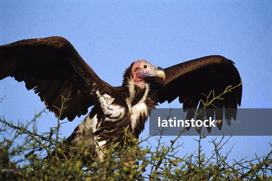 Lappet-faced Vulture (Torgos tracheliotus) extendiendo su alas, reserva Masai Mara, Kenia