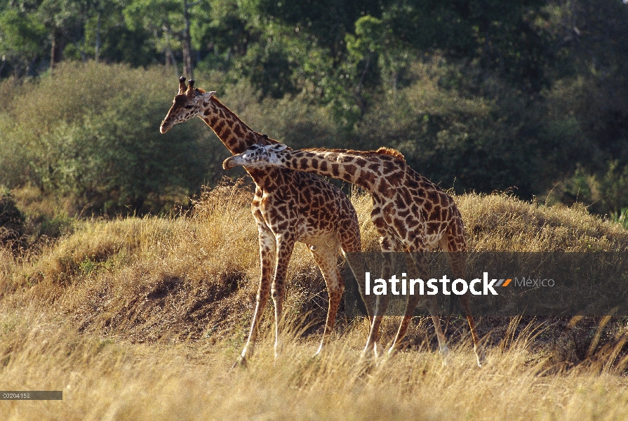 Cuello juvenil varones Masai jirafa (Giraffa tippelskirchi) combate, Masai Mara, Kenia