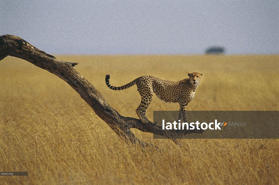 Guepardo (Acinonyx jubatus) en rama de árbol muerto, Masai Mara, Kenia