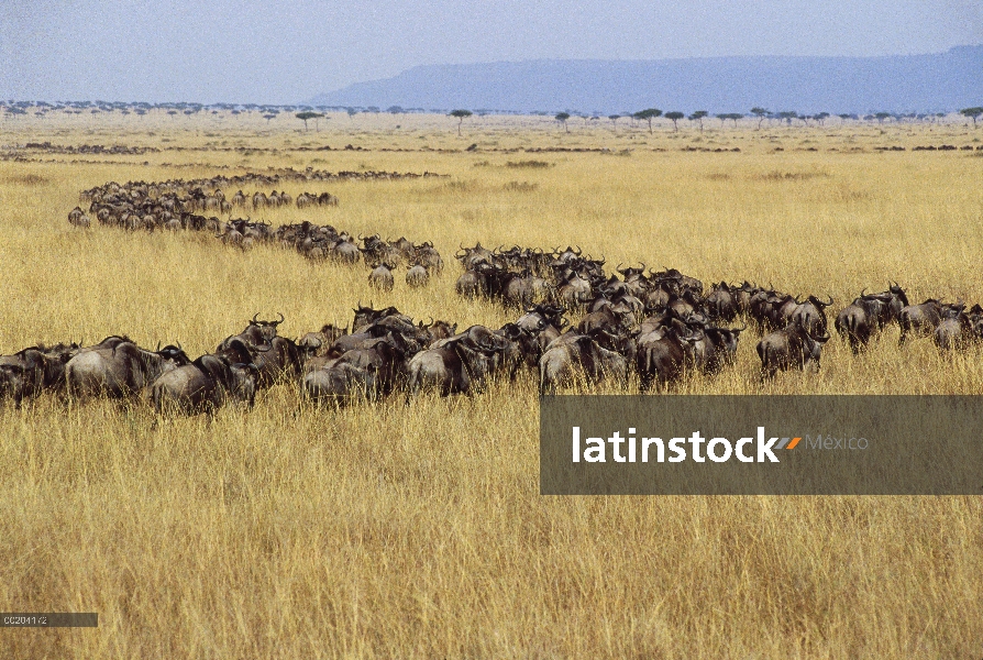 Azul manada de ñu (Connochaetes taurinus) migran a través del Serengeti, Reserva Nacional de Masai M