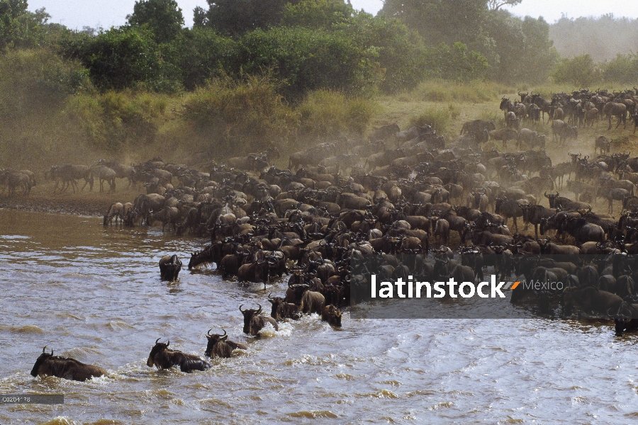 Manada de ñus (Connochaetes taurinus) azul migra a través del río Mara, Reserva Nacional de Masai Ma