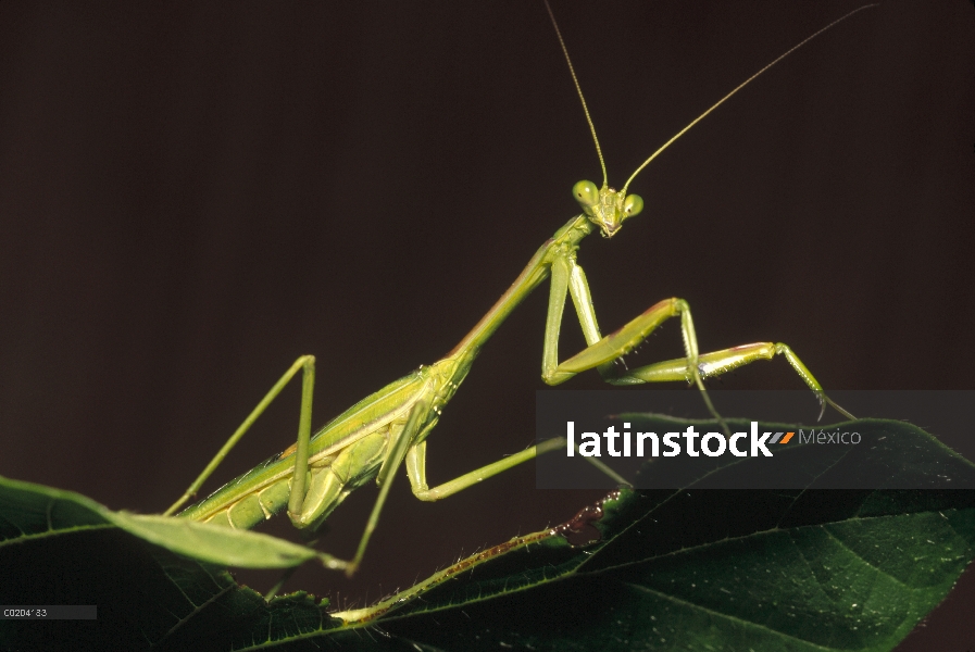 Mantis religiosa (Mantis sp), Ndumo Game Reserve, Sudáfrica