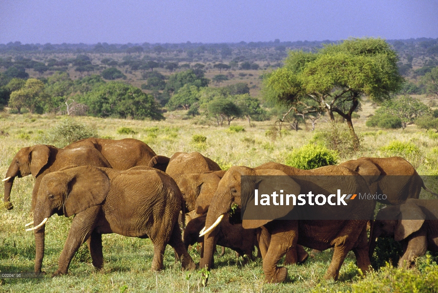 Elefante africano (Loxodonta africana) manada de forrajeo, Parque Nacional de Tarangire, Tanzania