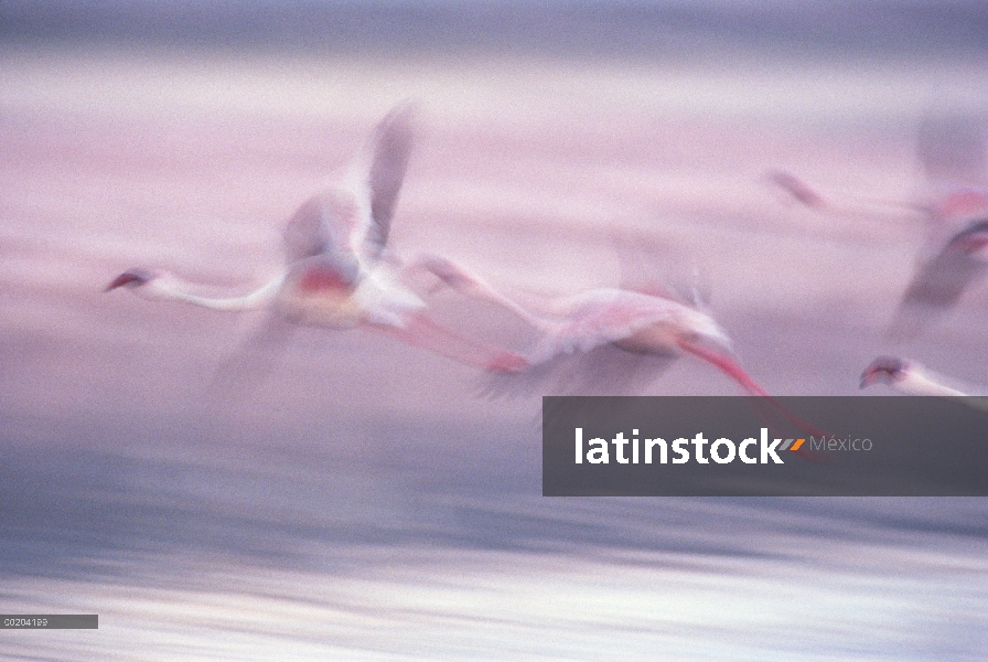 Menor bandada de flamencos (Phoenicopterus minor) volando en el Parque Nacional Lago Biogorias, gran