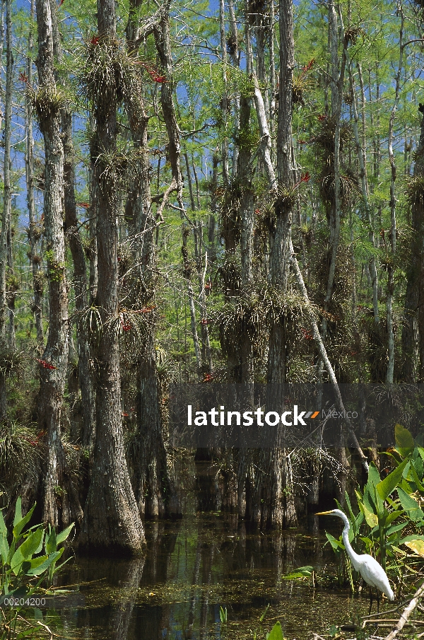 Garza (Ardea alba) en cypress swamp, conservar Natural de Big Cypress, Florida