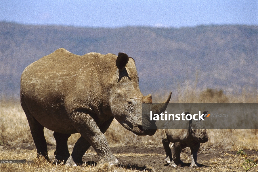 Rinoceronte blanco (simum de Ceratotherium) madre y el becerro, Lewa Wildlife Conservancy, Kenia