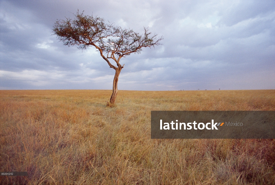 Silbar la espina (Acacia drepanolobium) en Sabana, reserva de caza Masai Mara, Kenia