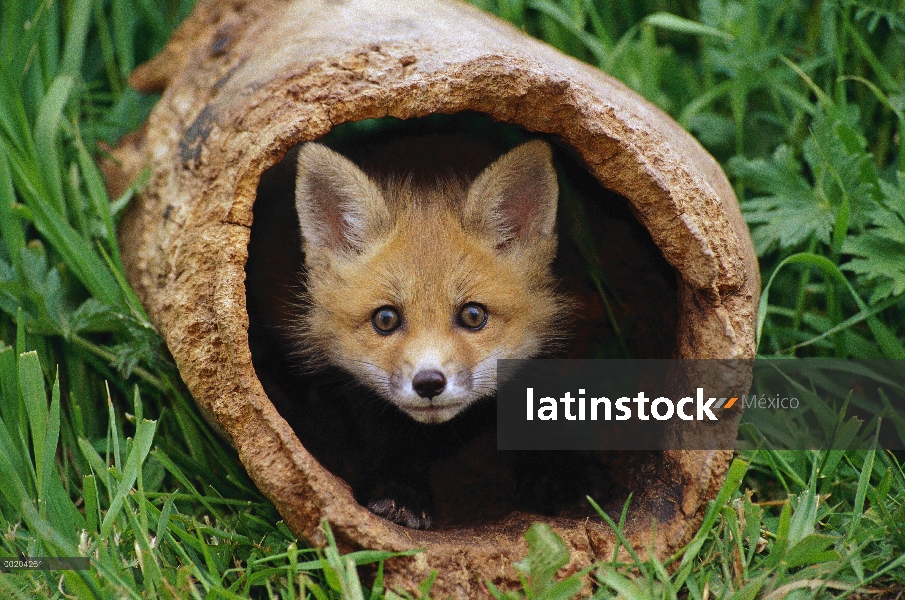 Kit de zorro rojo (Vulpes vulpes) en el registro, Aspen Valley, Ontario, Canadá