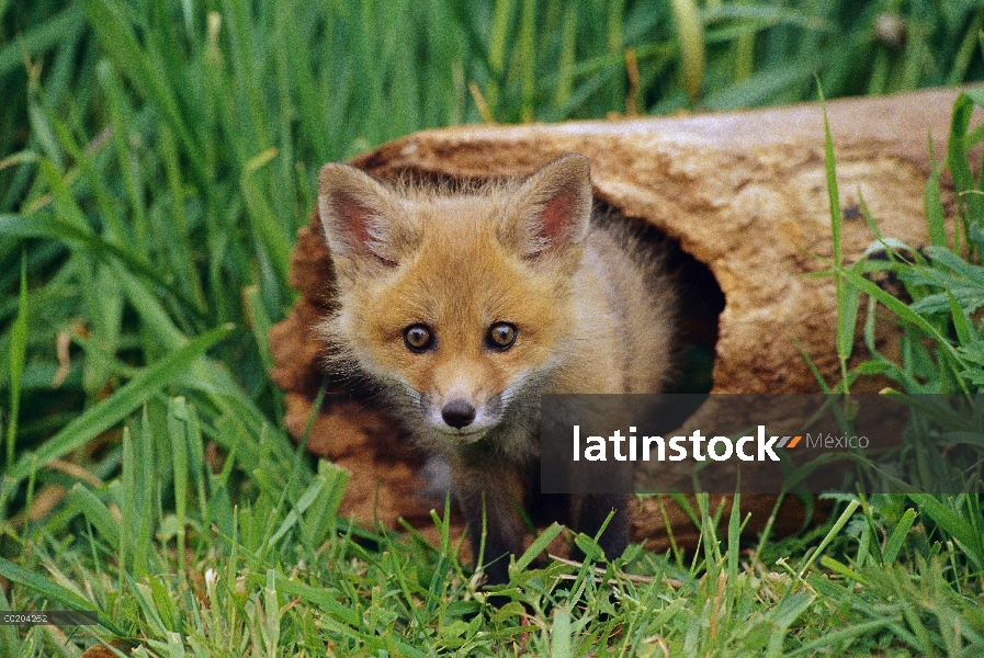 Kit de zorro rojo (Vulpes vulpes) en el registro, Aspen Valley, Ontario, Canadá