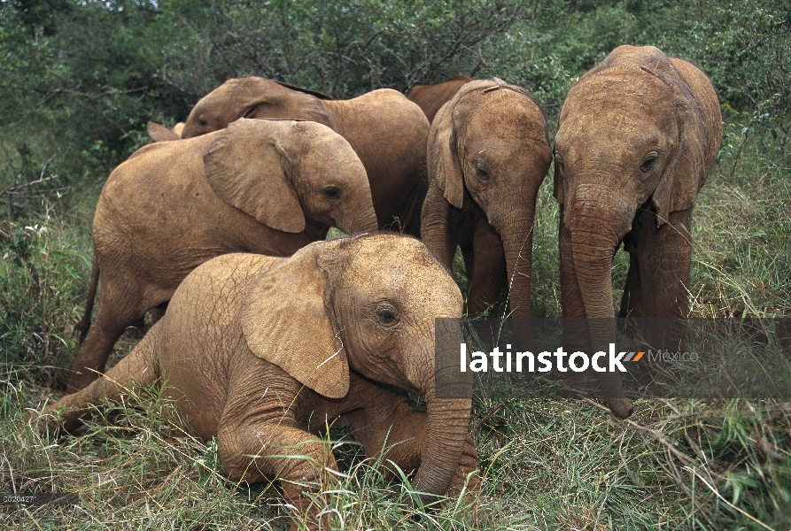 Juveniles de elefante africano (Loxodonta africana), Parque Nacional de Nairobi, Kenia