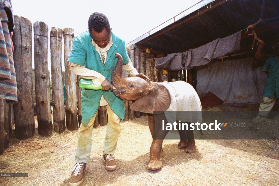 Huérfano del elefante africano (Loxodonta africana), Lalbon, un huérfano de tres semana de edad, ali