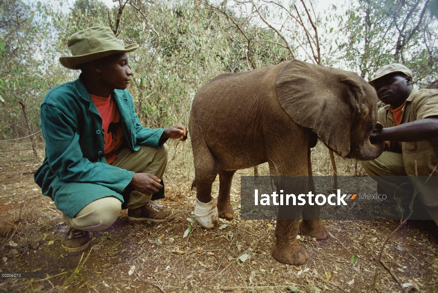 Huérfano de elefante africano (Loxodonta africana) llamado Lalbon, cuatro meses con una pierna grave