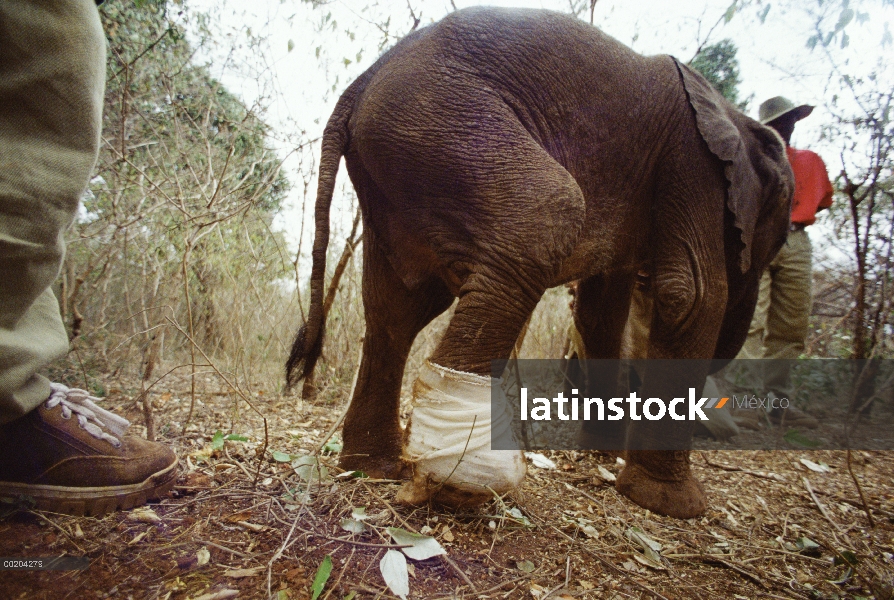 Huérfano de elefante africano (Loxodonta africana) llamado Lalbon, cuatro meses con la pierna gravem