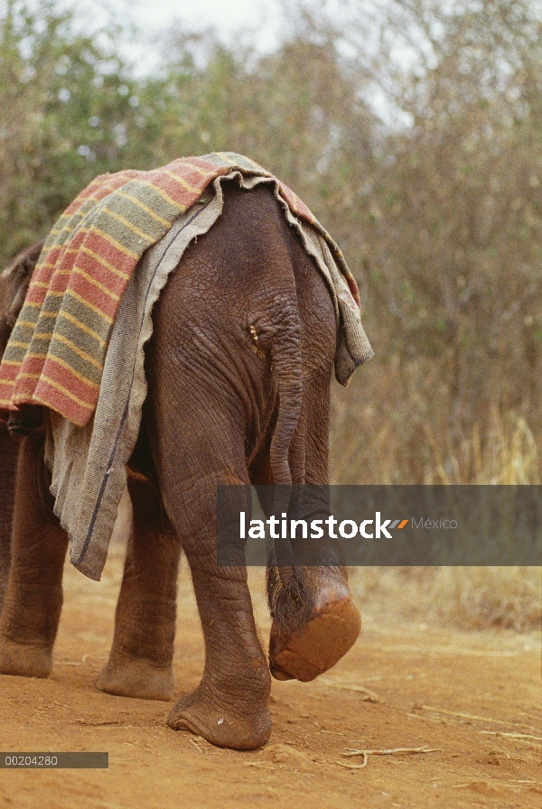 Huérfano de elefante africano (Loxodonta africana) llamado Lalbon, cuatro meses de edad, cojea de la